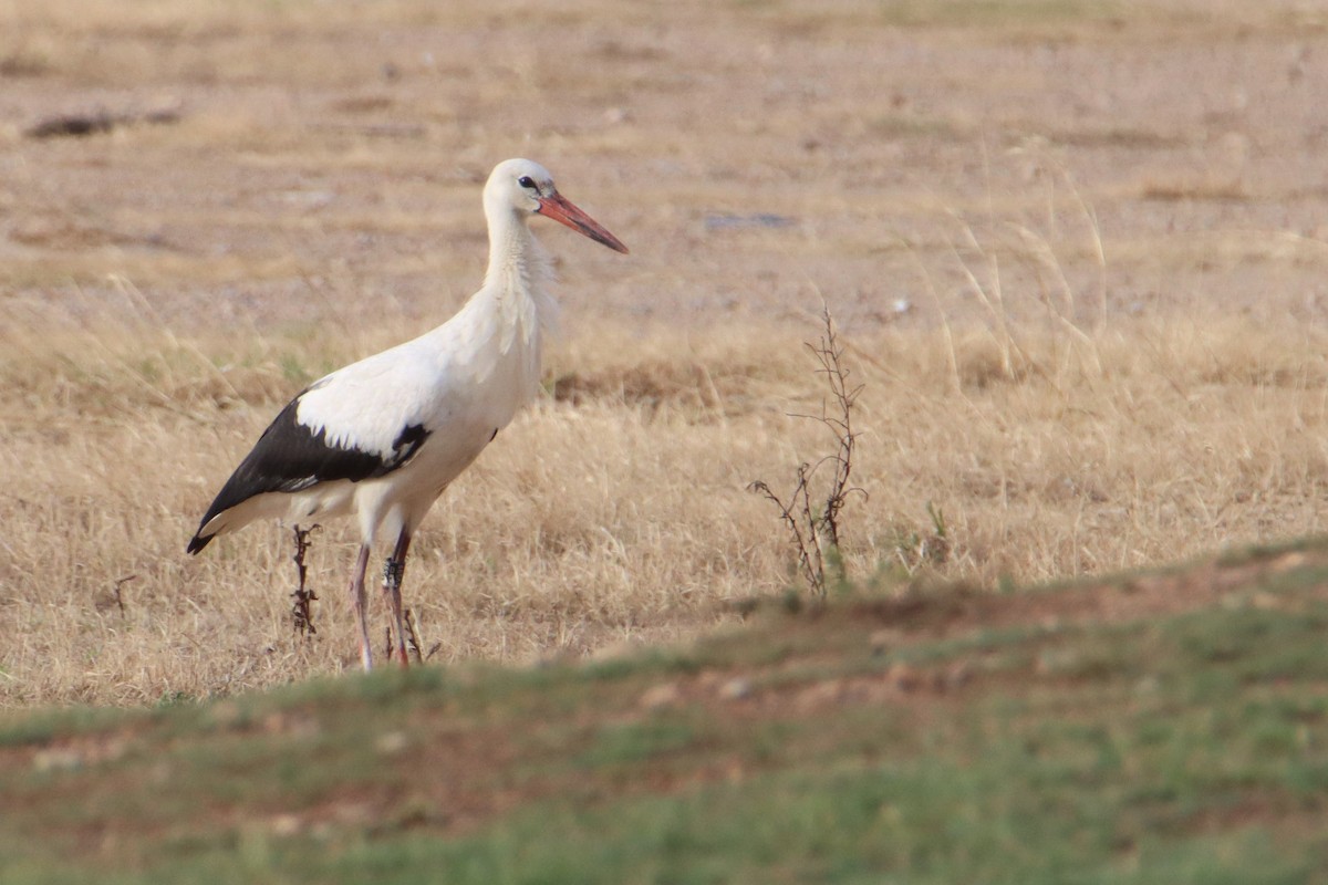 White Stork - ML608860411