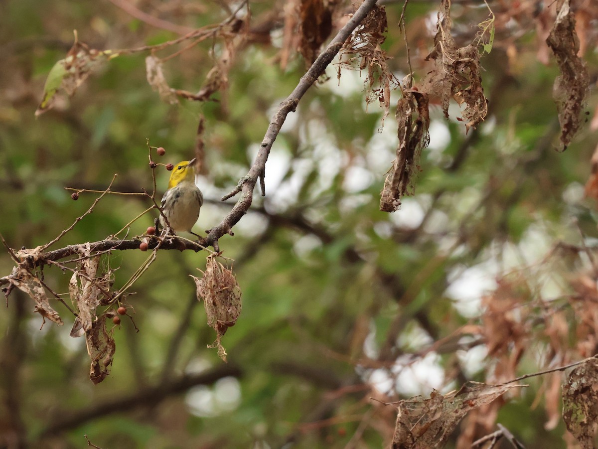 Black-throated Green Warbler - ML608860443