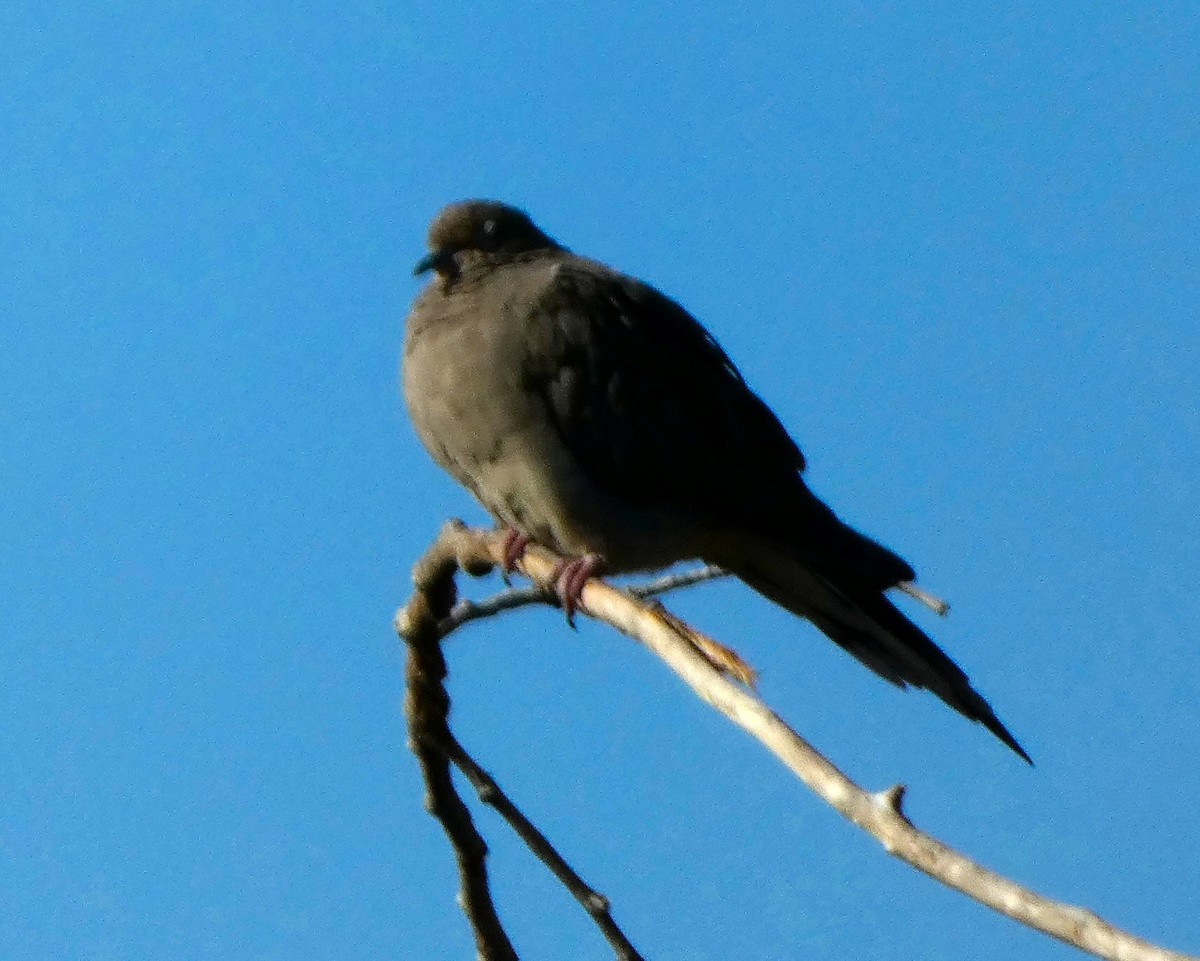 Mourning Dove - ML608860482