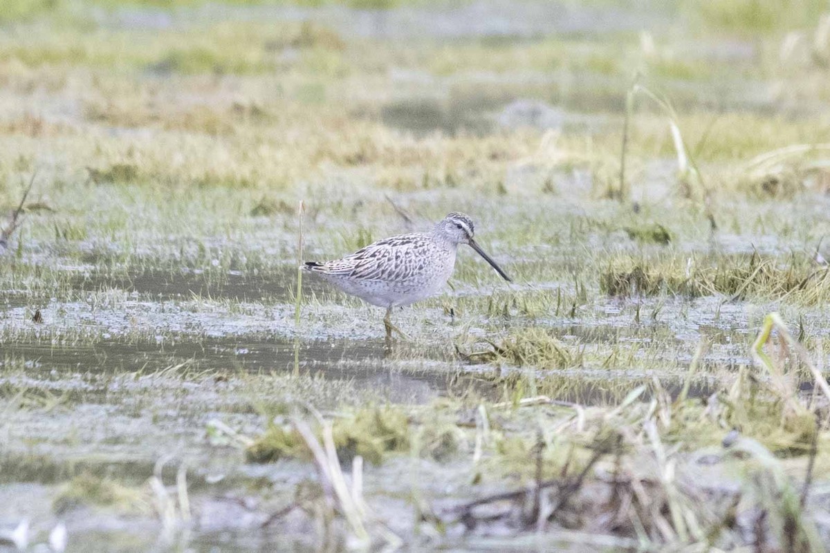 Short-billed Dowitcher - ML608860509