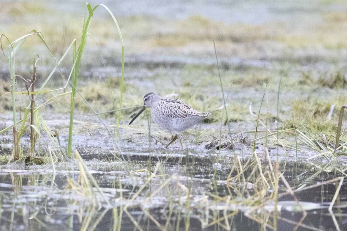 Short-billed Dowitcher - ML608860510