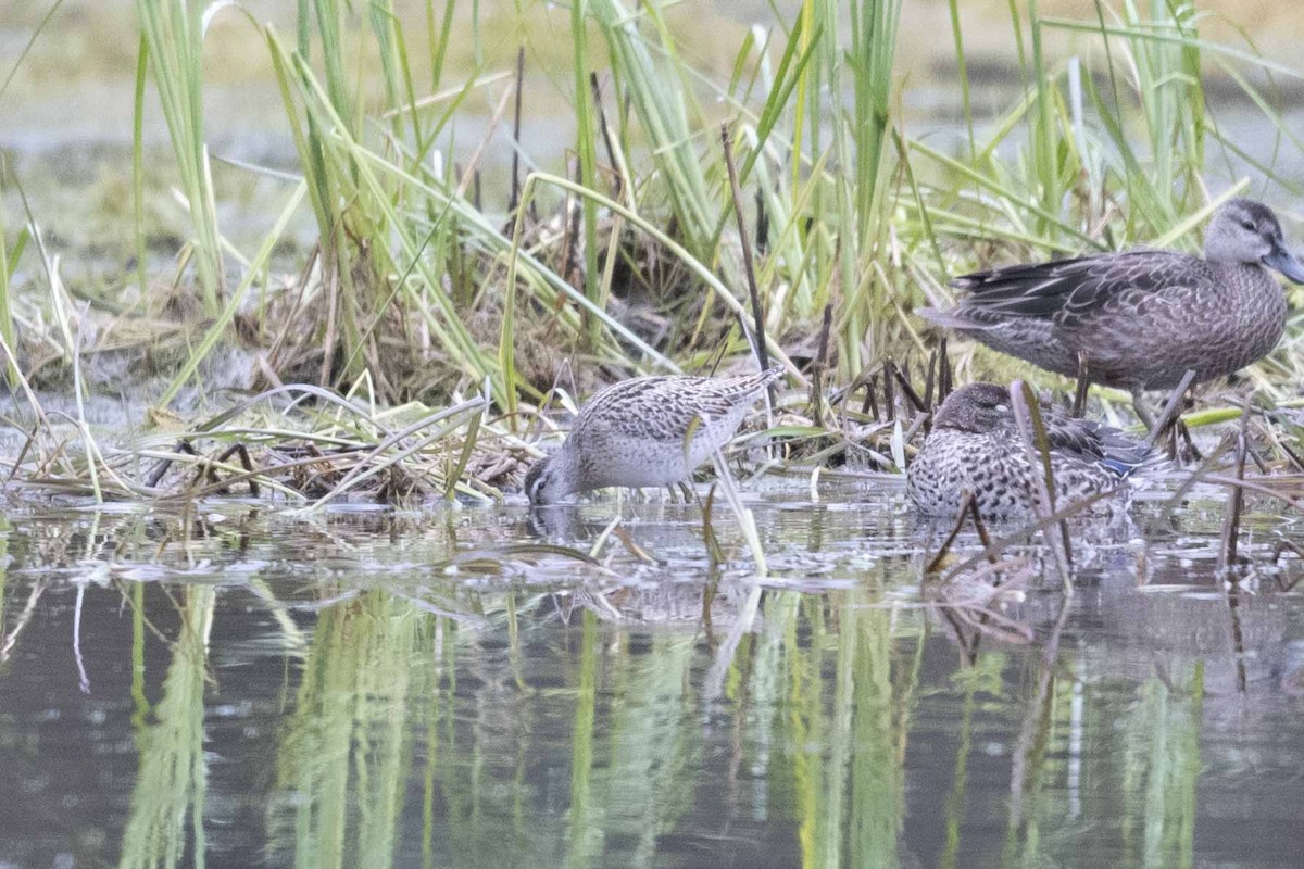 Short-billed Dowitcher - ML608860511