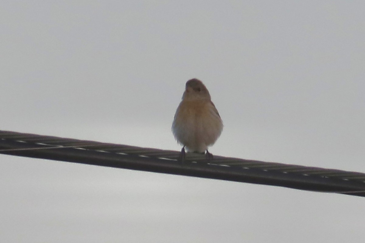 Lazuli Bunting - Gil Ewing