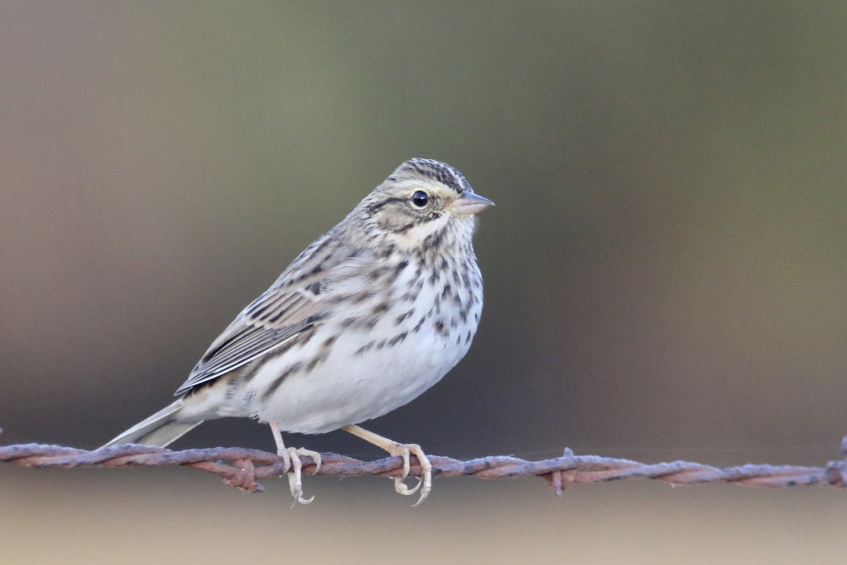 Savannah Sparrow - ML608860676