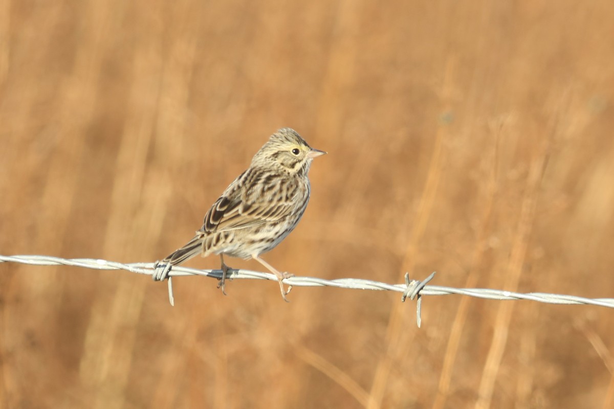 Savannah Sparrow - ML608860678