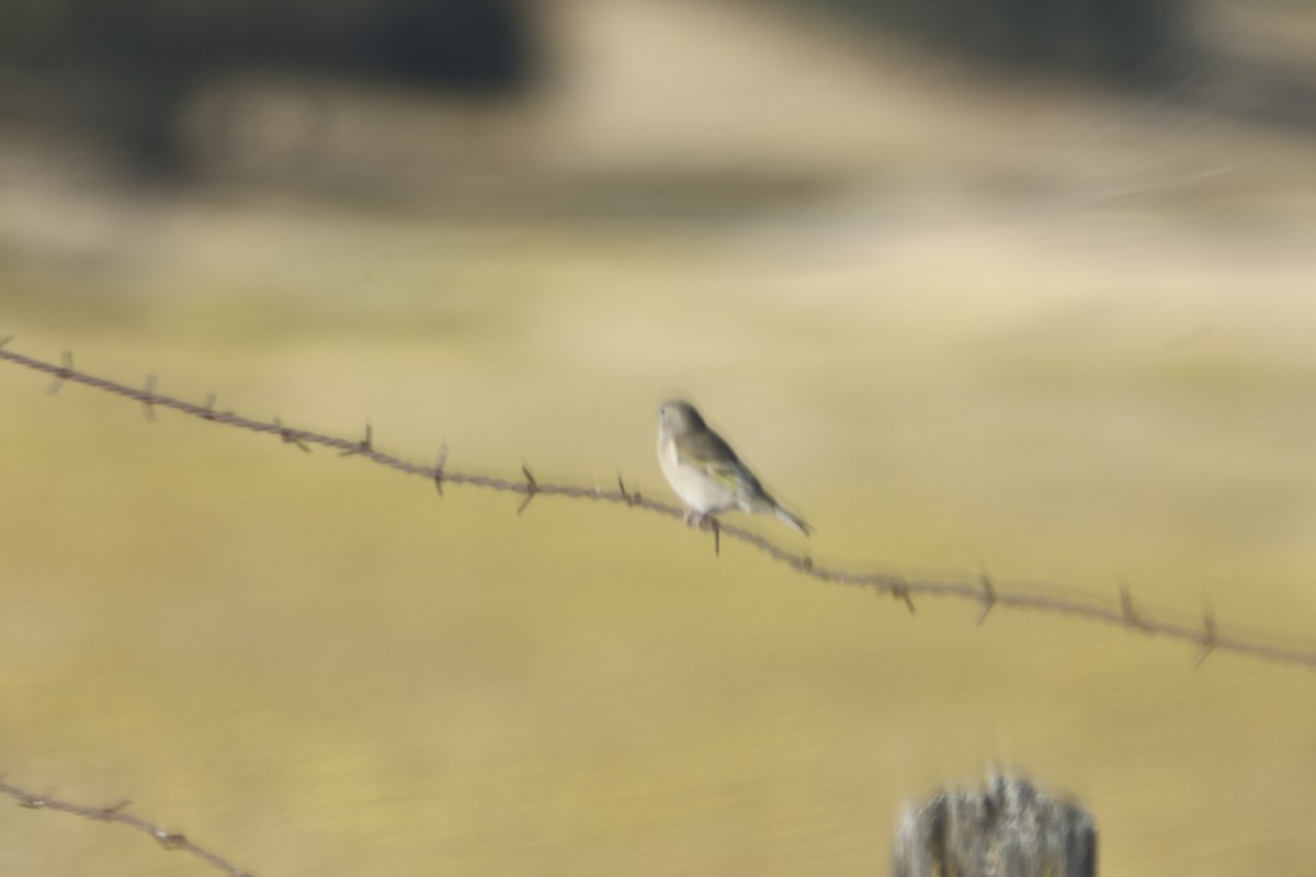 Lawrence's Goldfinch - ML608860694