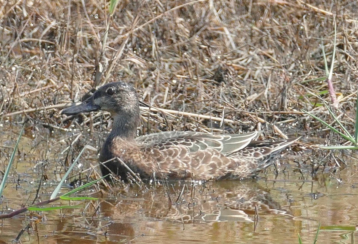 Blue-winged Teal - ML608860754