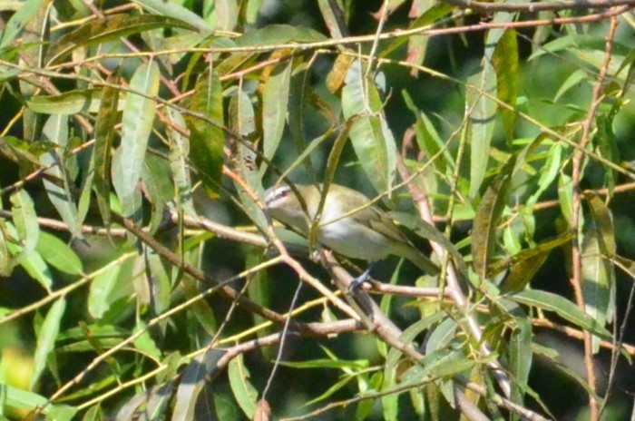 Red-eyed Vireo - ML608860785