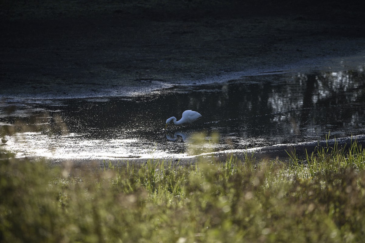 Great Egret - ML608860808