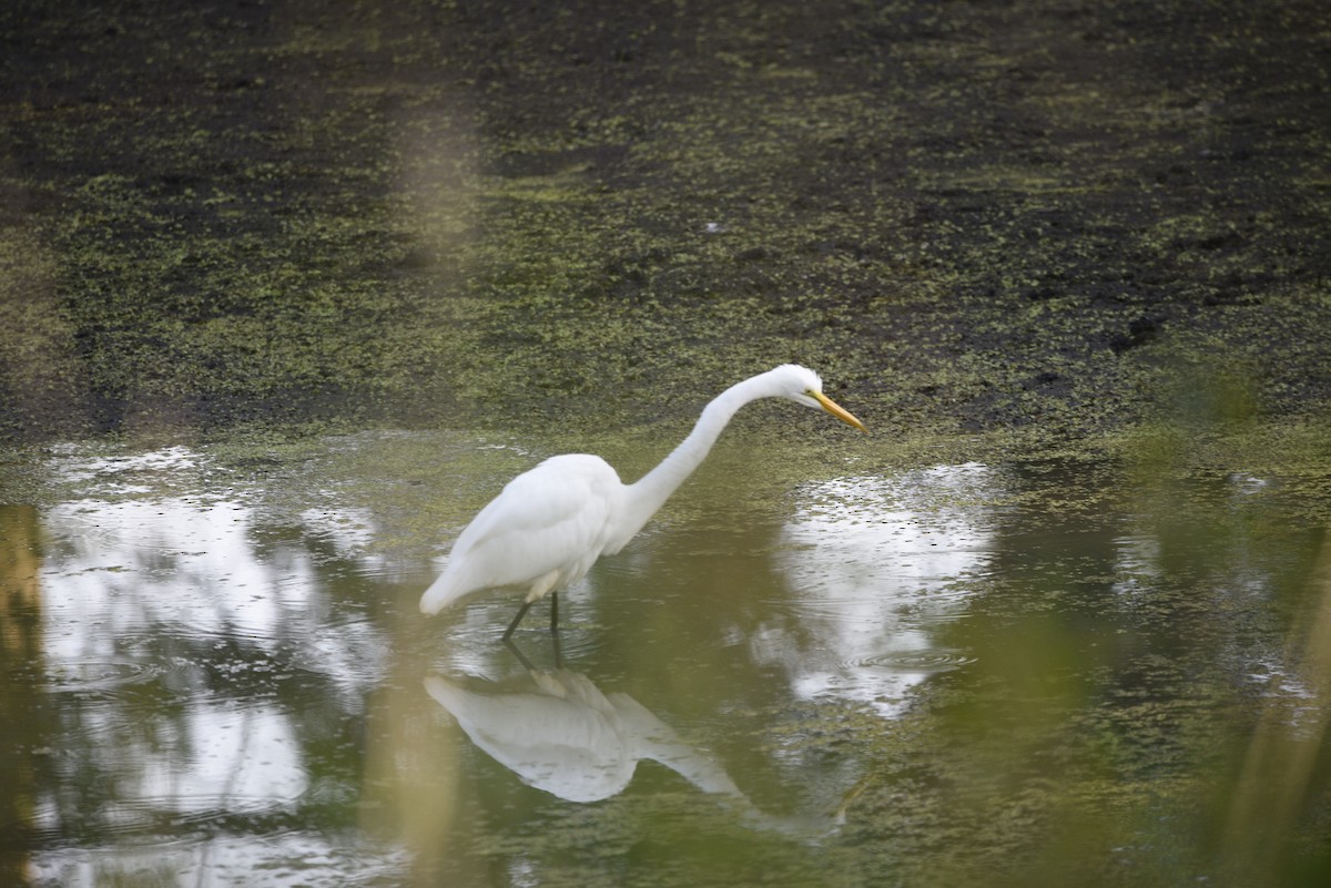 Great Egret - ML608860809