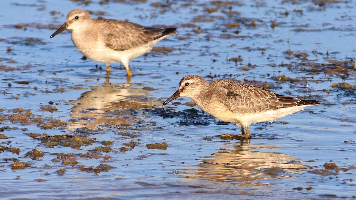 Red Knot - Fatih Izler