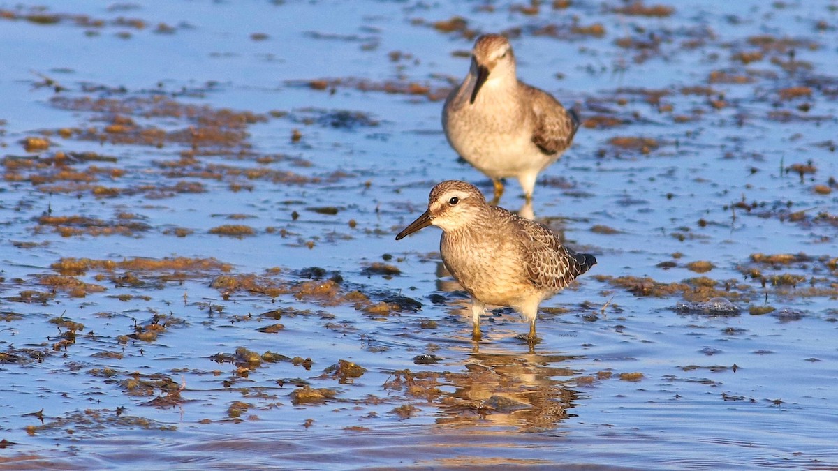 Red Knot - ML608860905