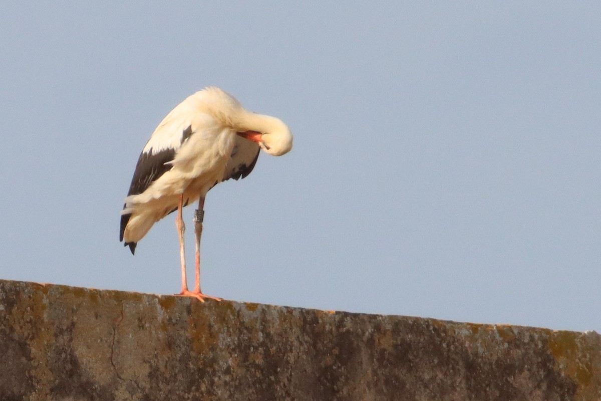 White Stork - ML608860929