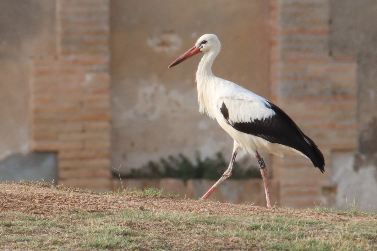 Cigogne blanche - ML608860931