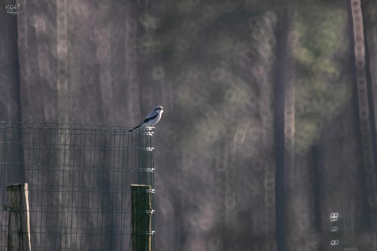 Great Gray Shrike - Tony  Rinaud