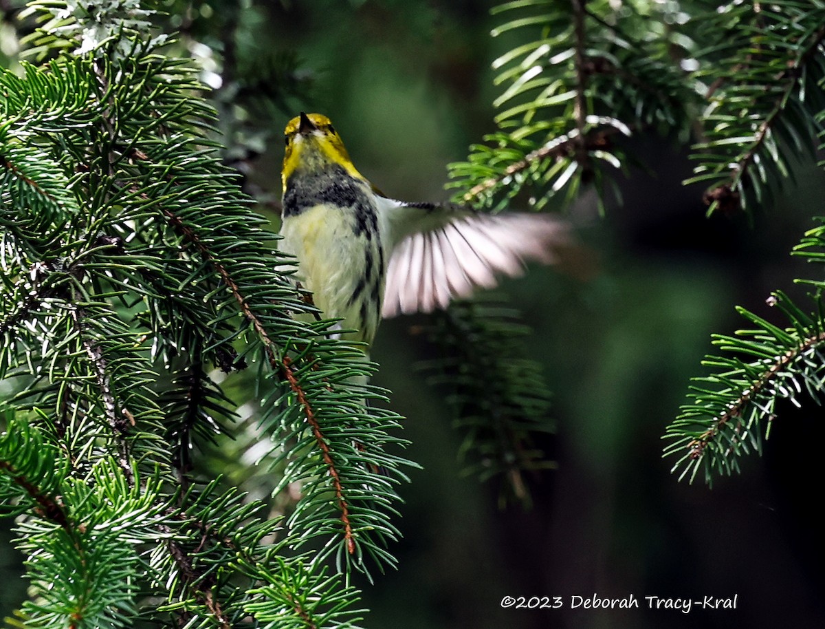 Black-throated Green Warbler - ML608861023