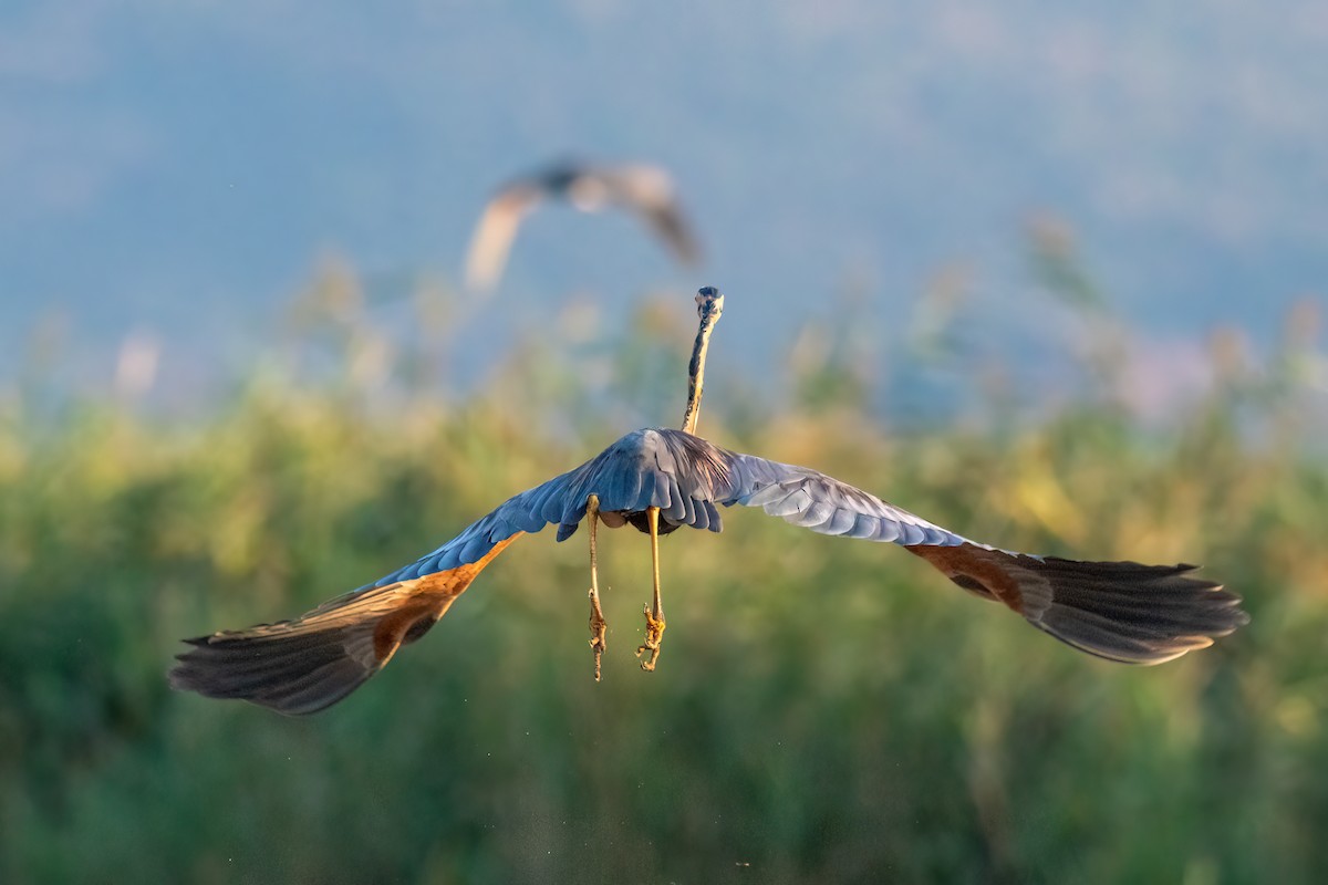 Purple Heron - ML608861037