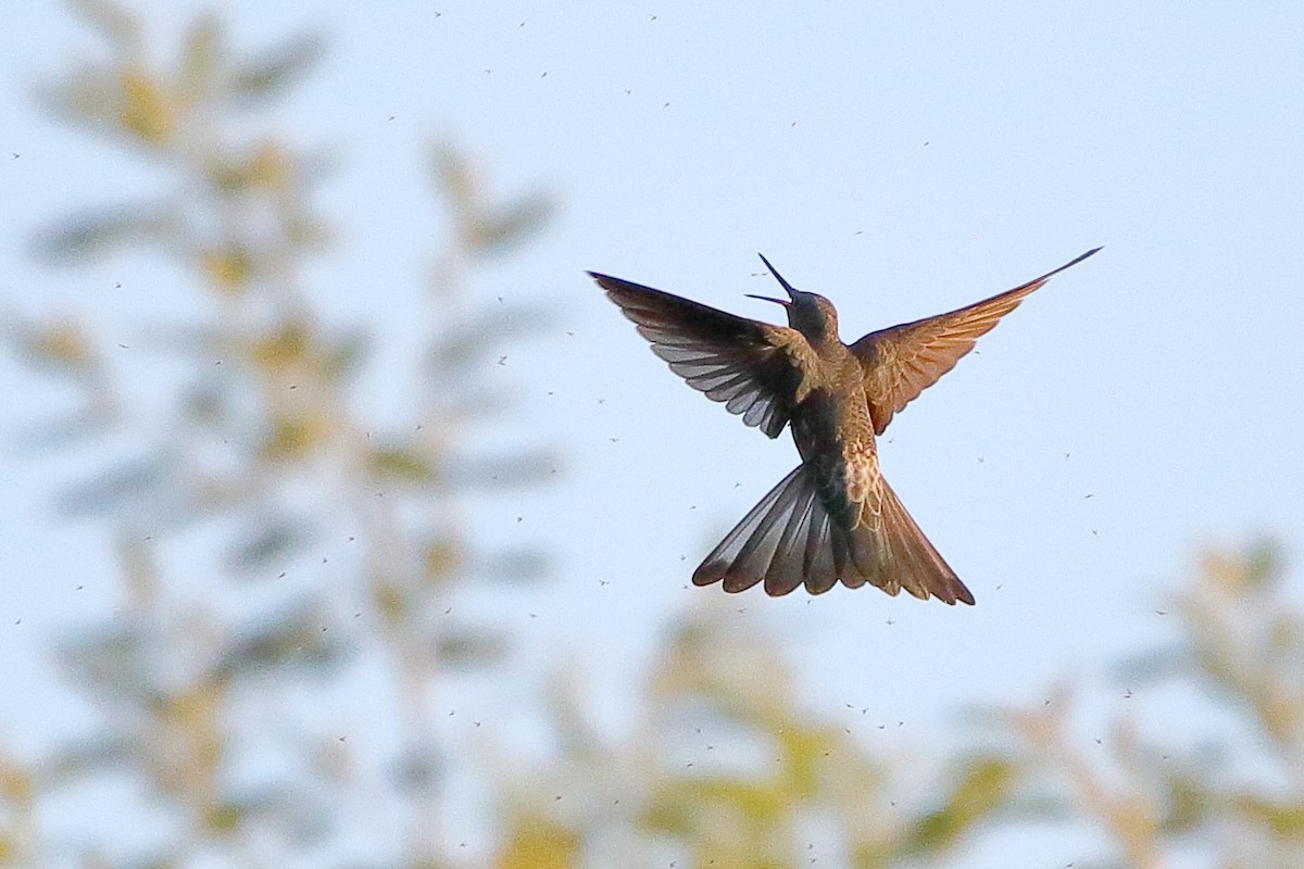 Colibrí Gigante - ML608861043