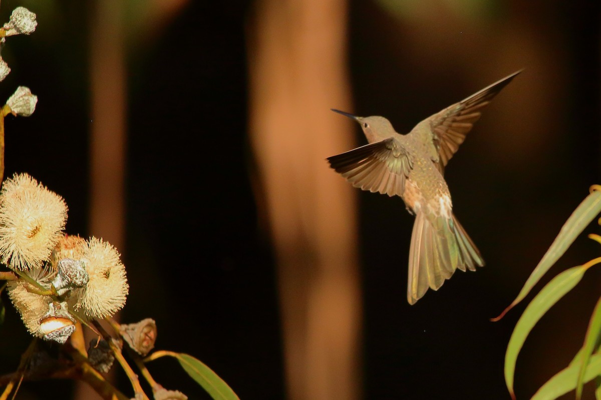 Giant Hummingbird - Rubén Concha Leiva