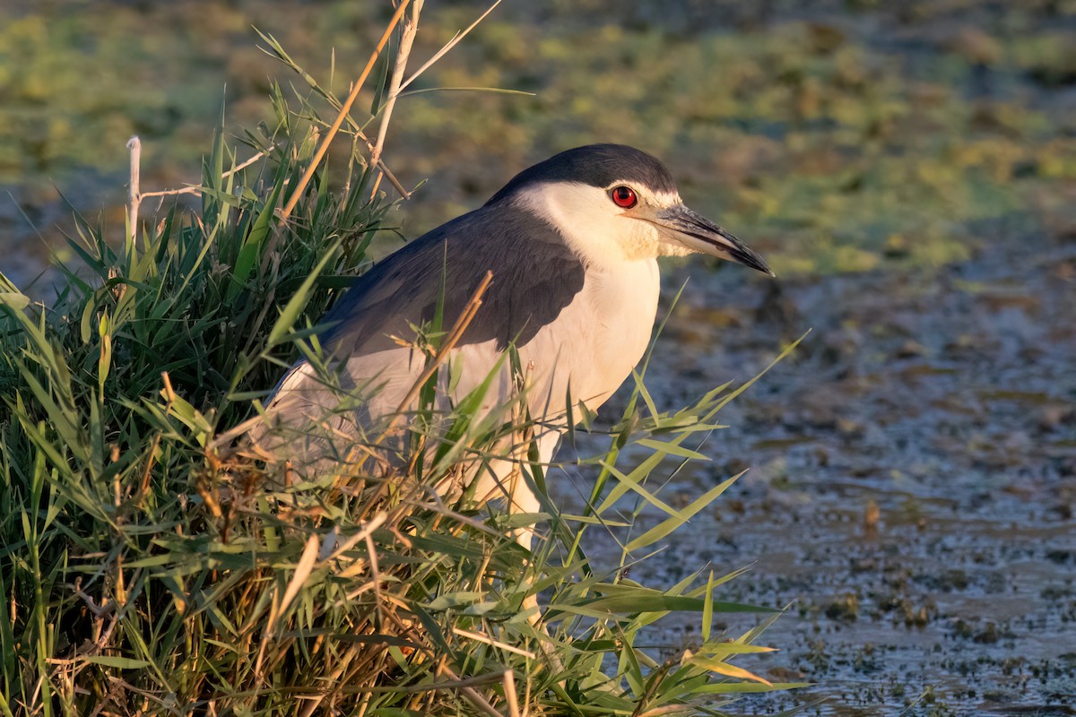 Black-crowned Night Heron - ML608861049