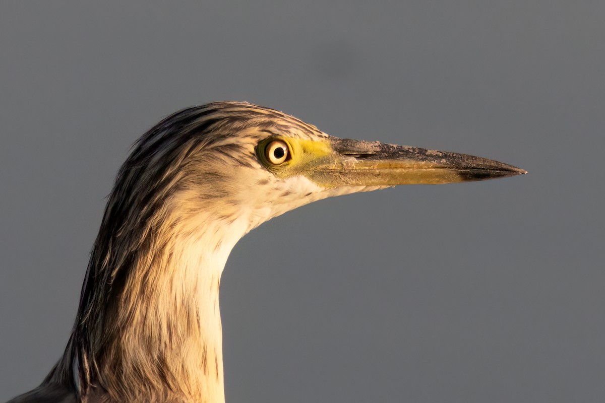 Squacco Heron - ML608861055