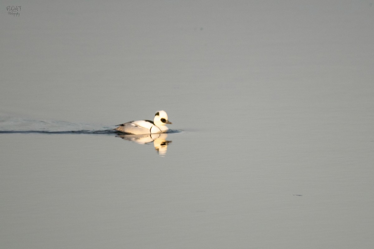 Smew - ML608861105