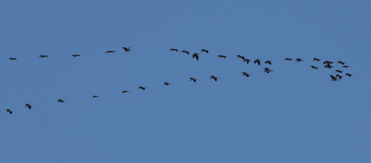 ibis slámokrký - ML608861118