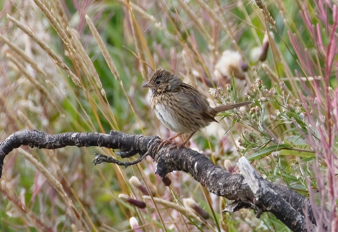 Lincoln's Sparrow - ML608861132