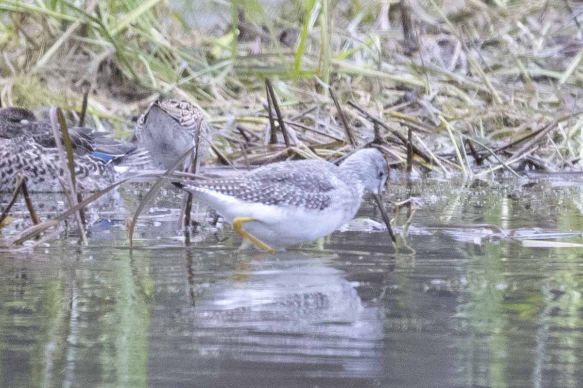 Greater Yellowlegs - ML608861139