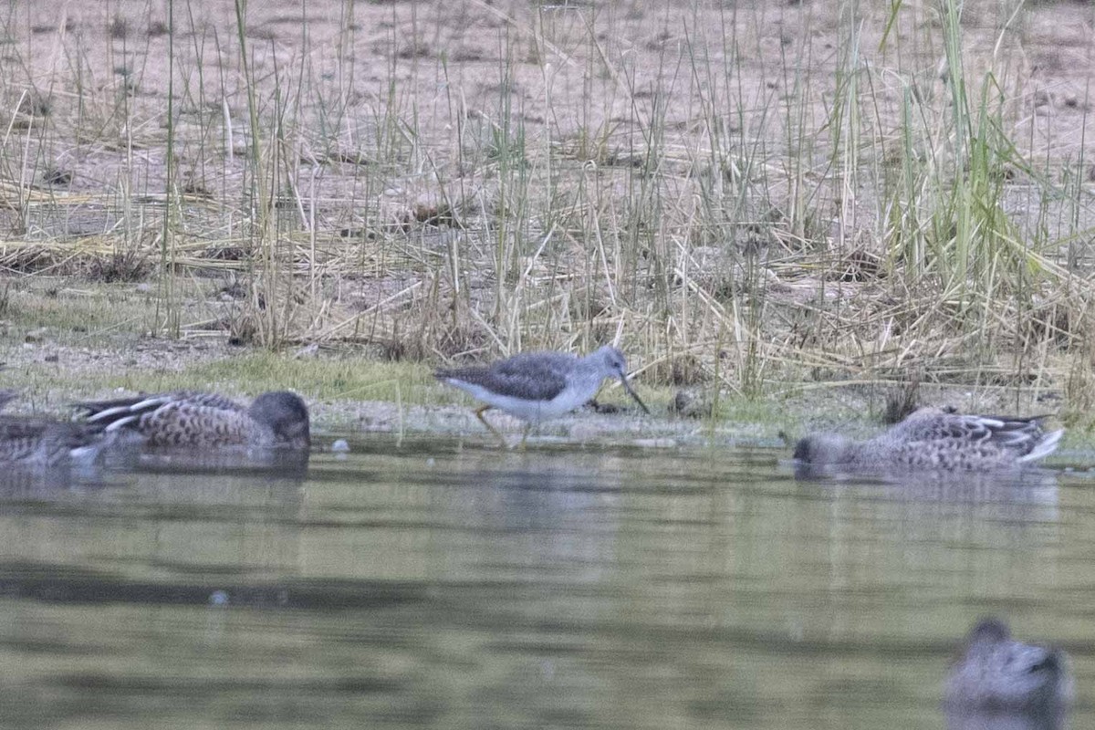 Greater Yellowlegs - ML608861140