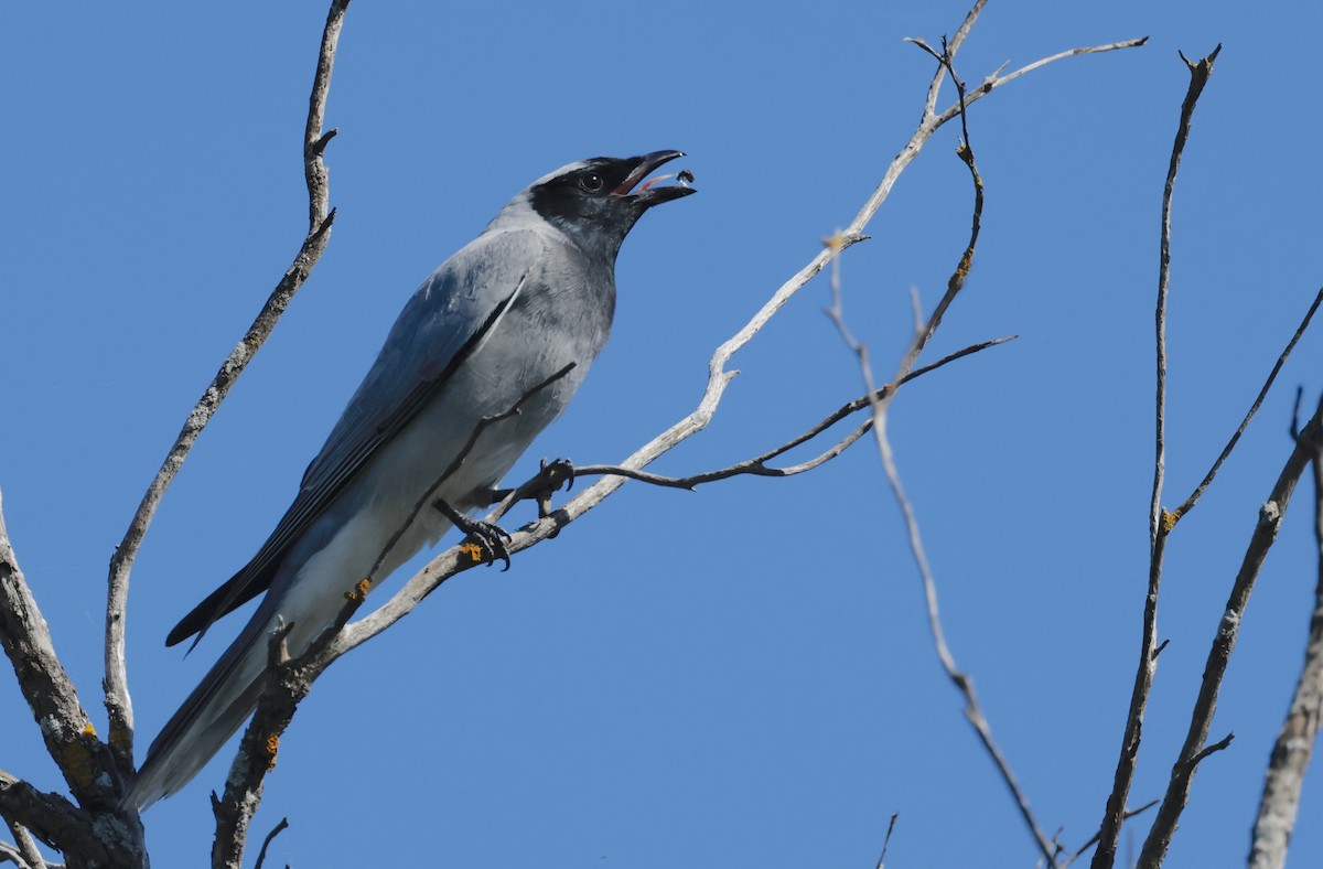 Black-faced Cuckooshrike - ML608861141
