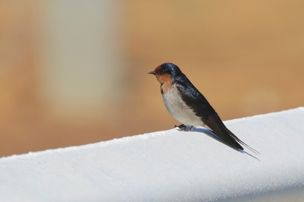 Welcome Swallow - ML608861154