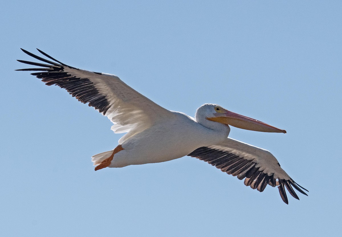pelikán severoamerický - ML608861175
