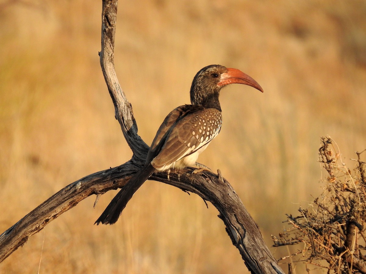 Monteiro's Hornbill - ML608861180