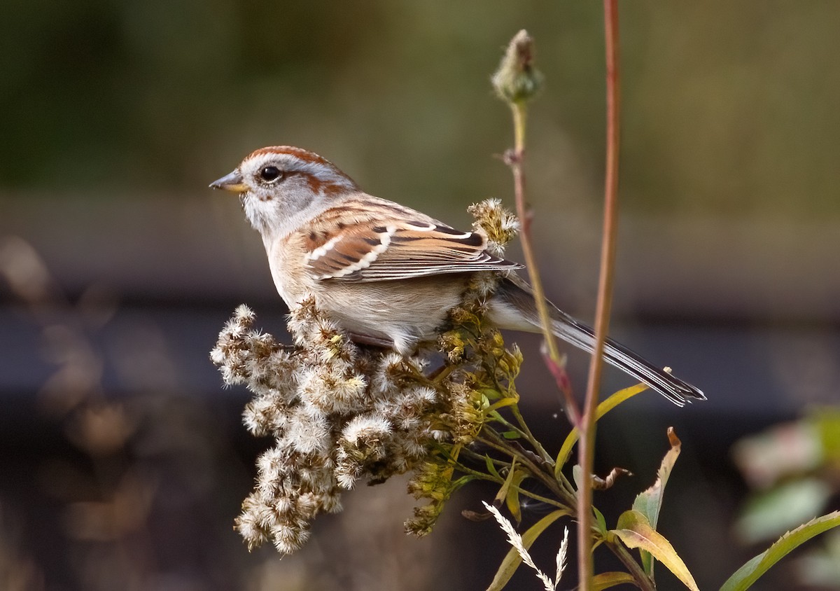 American Tree Sparrow - ML608861207