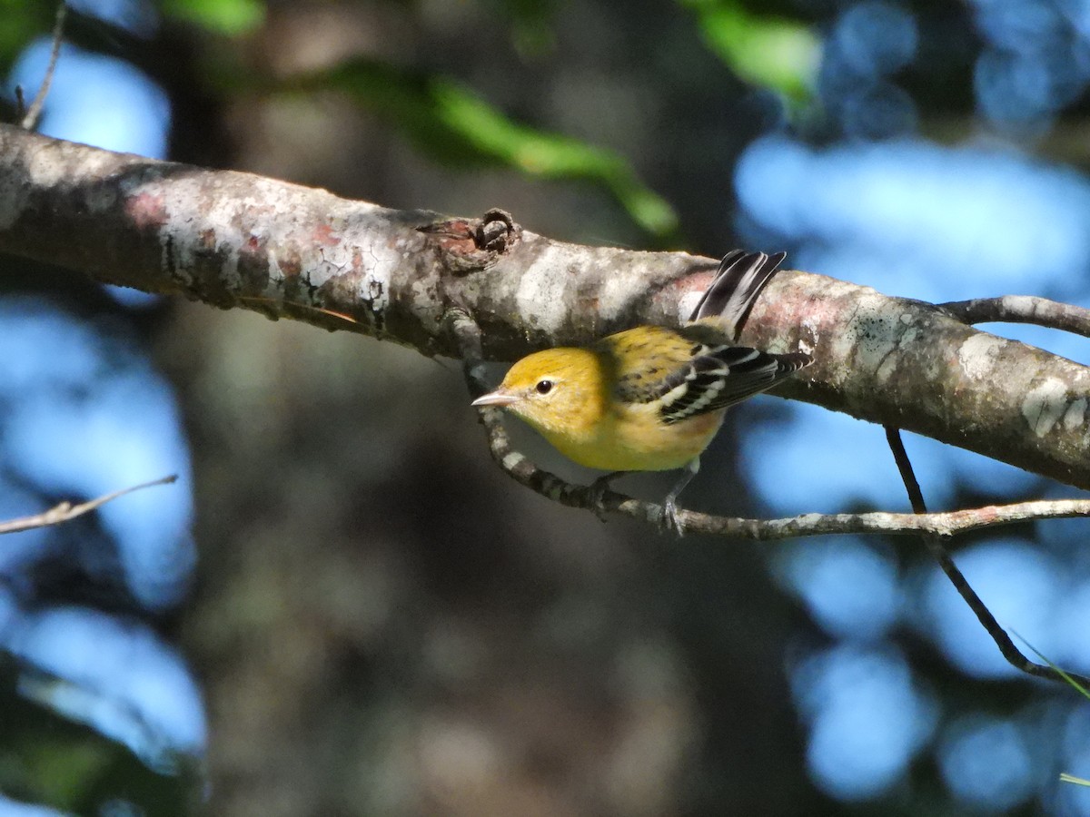 Bay-breasted Warbler - ML608861213