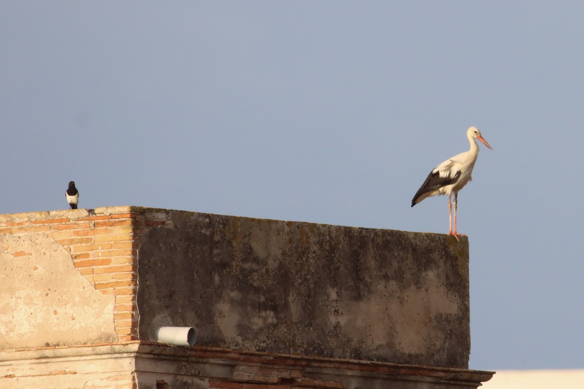 White Stork - ML608861217