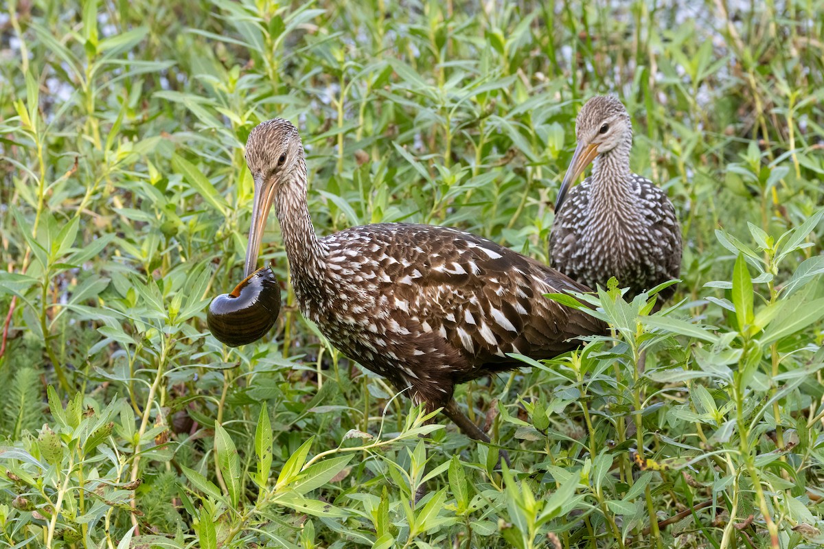 Limpkin - ML608861241