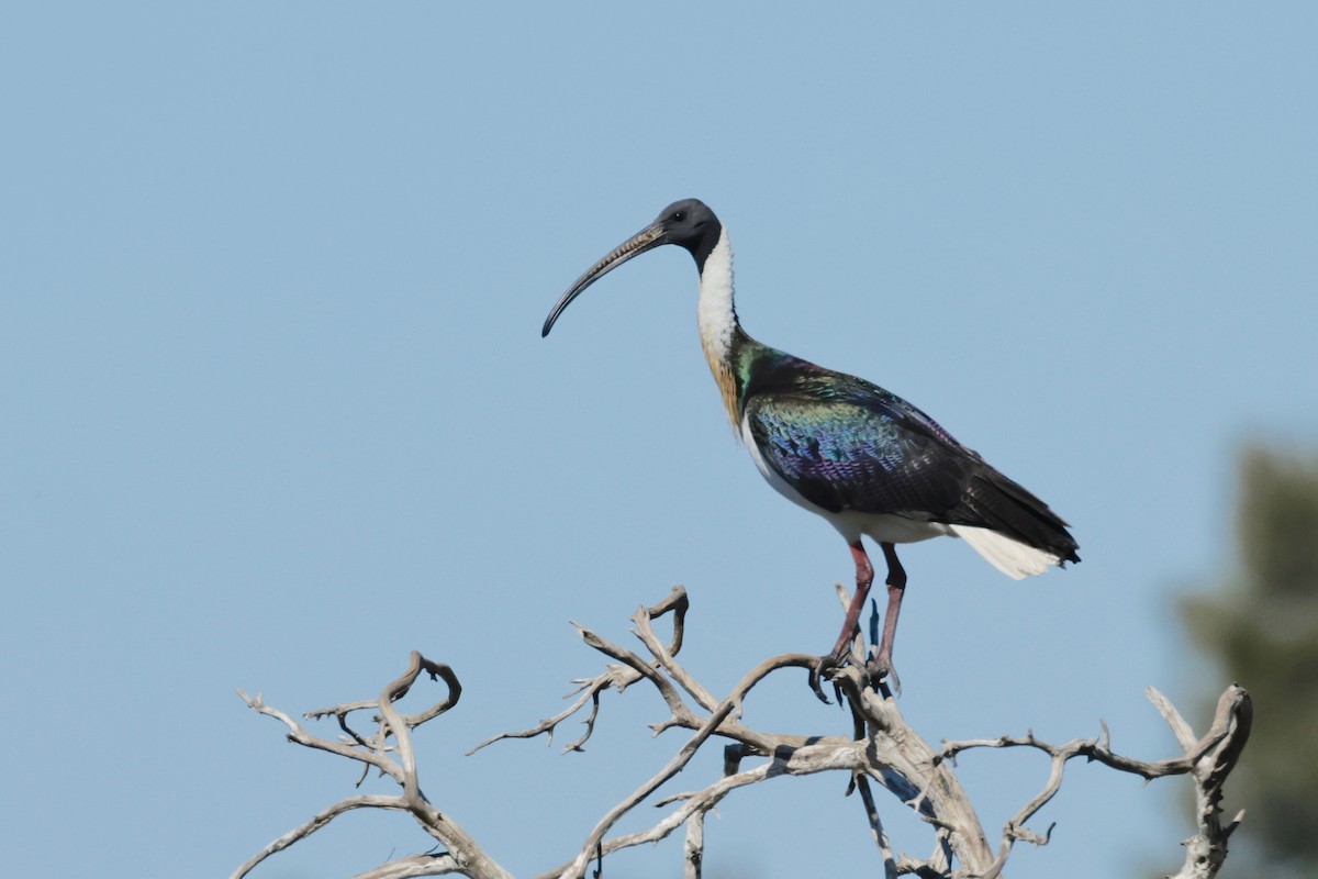 Straw-necked Ibis - ML608861263