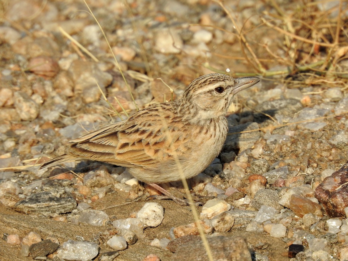 Sabota Lark - ML608861327