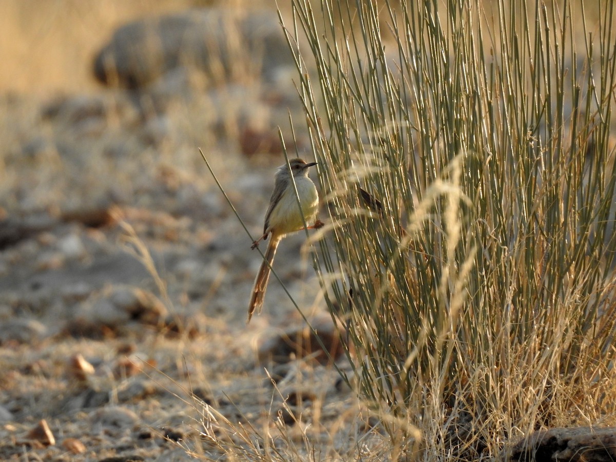 Black-chested Prinia - ML608861332