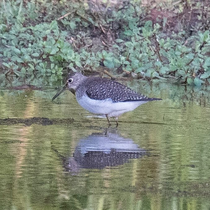 Solitary Sandpiper - ML608861388