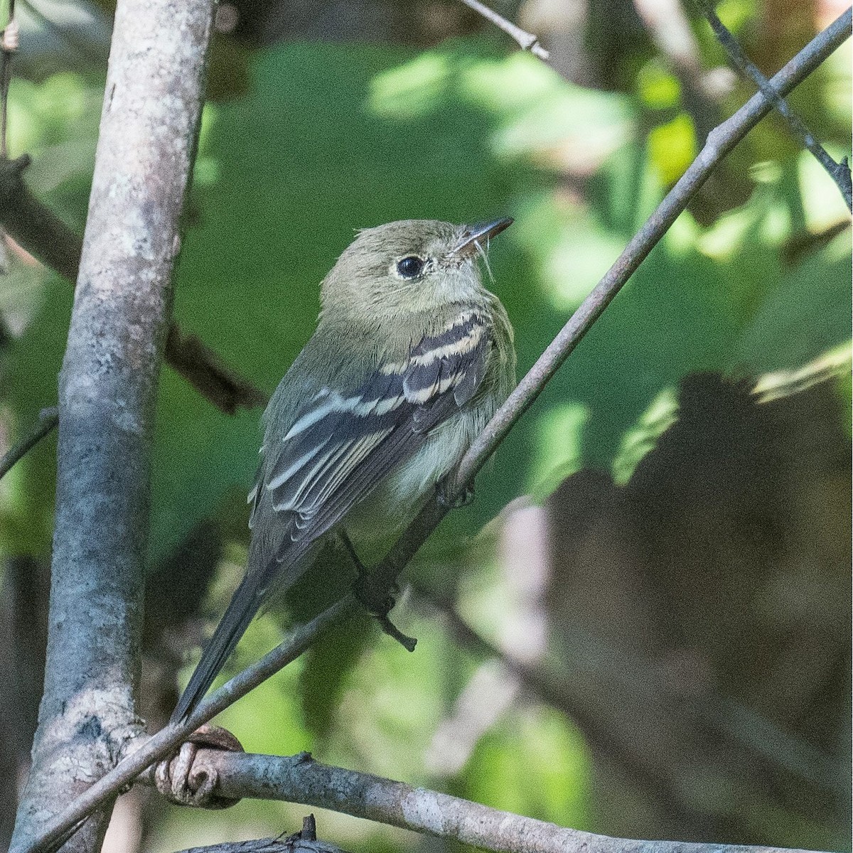 Acadian Flycatcher - ML608861396