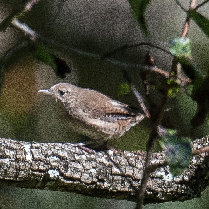 Northern House Wren - ML608861409