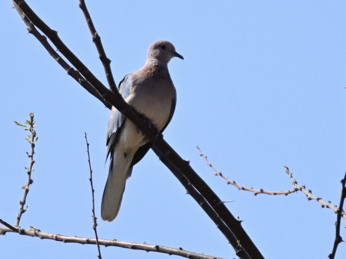 Tórtola Senegalesa - ML608861448