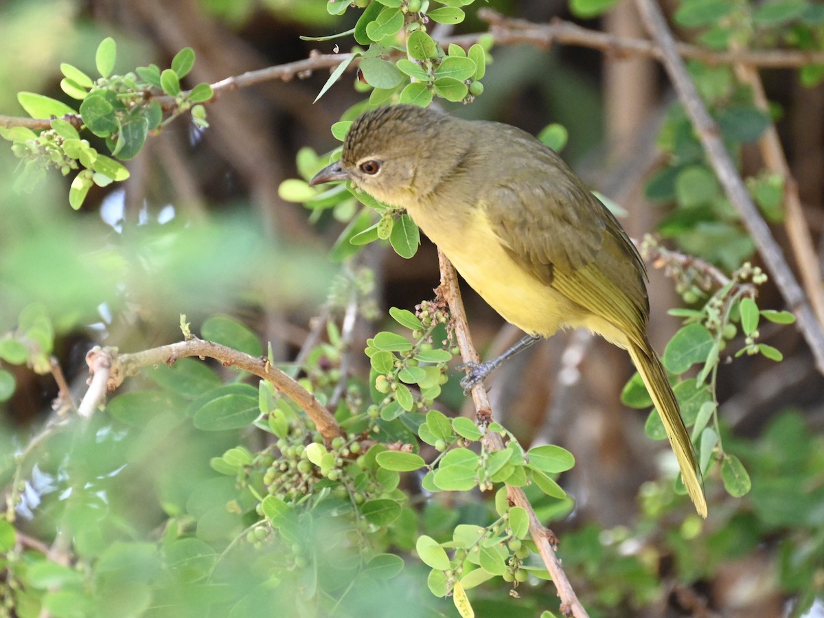 Yellow-bellied Greenbul - ML608861501