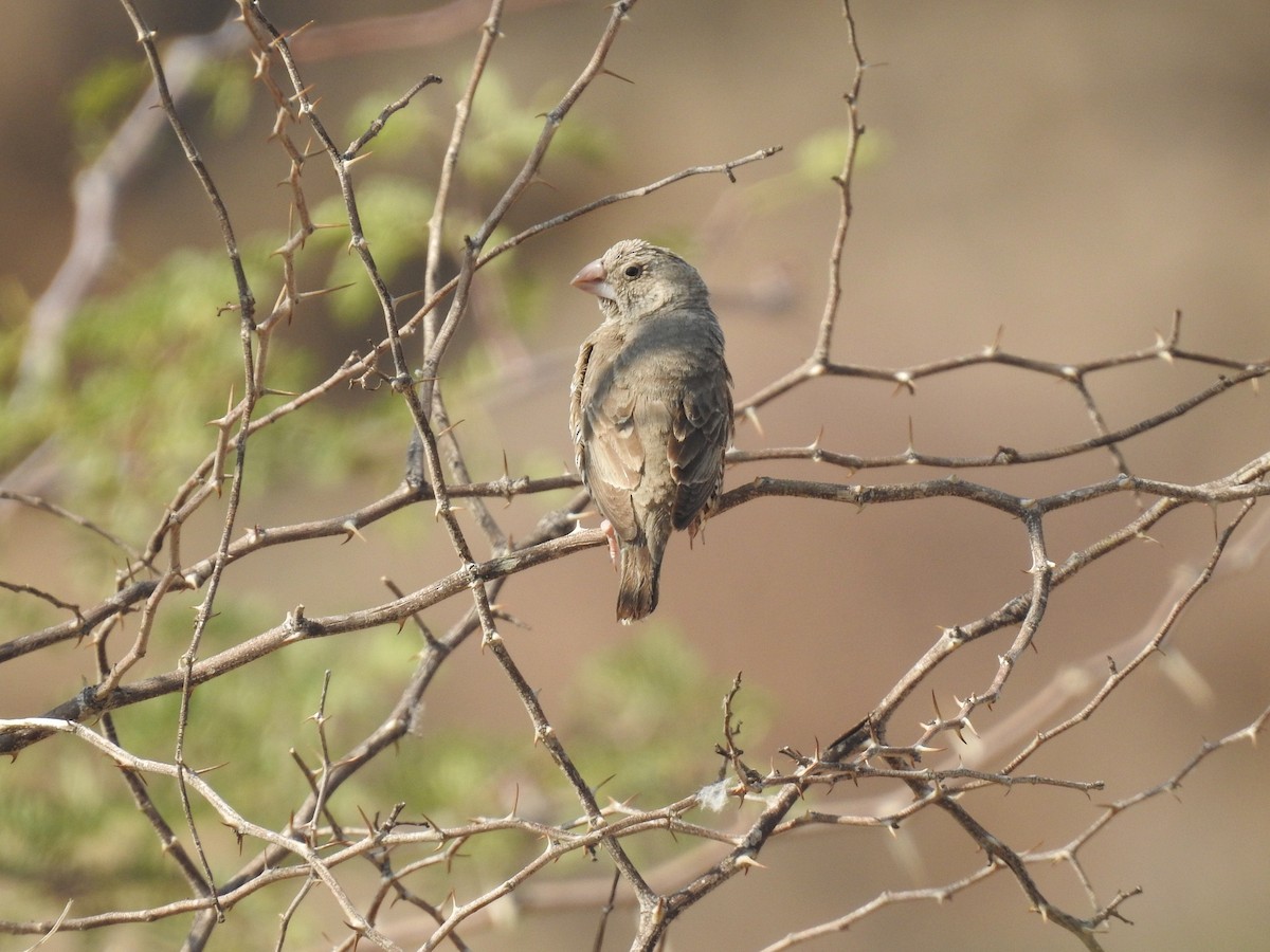 Red-headed Finch - ML608861508