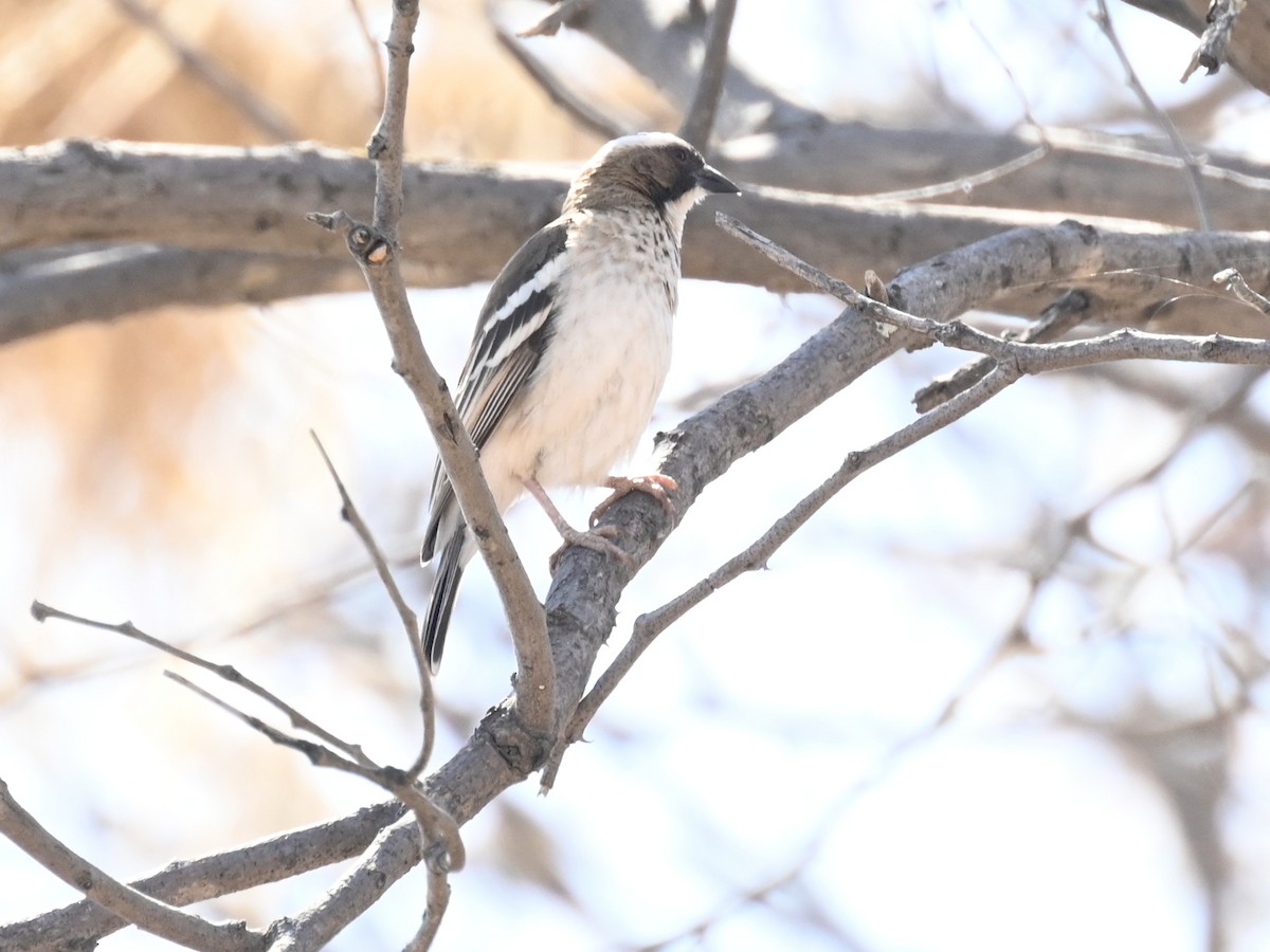 White-browed Sparrow-Weaver - Olaf Hömke