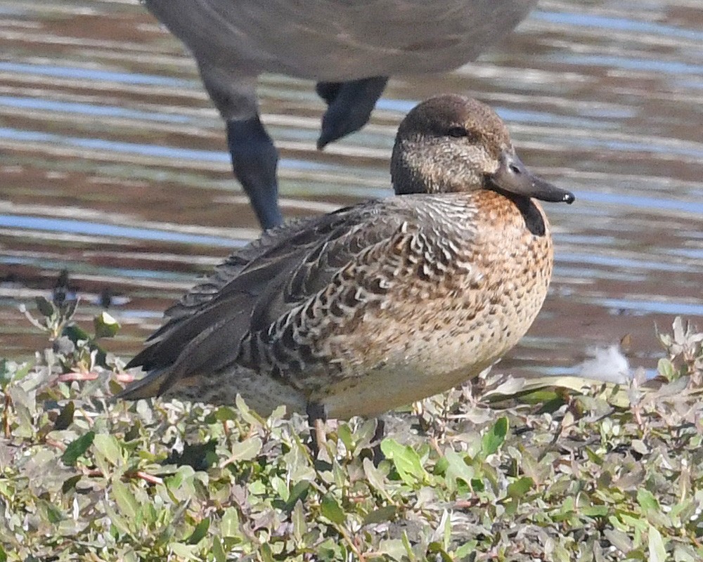 Green-winged Teal - ML608861651