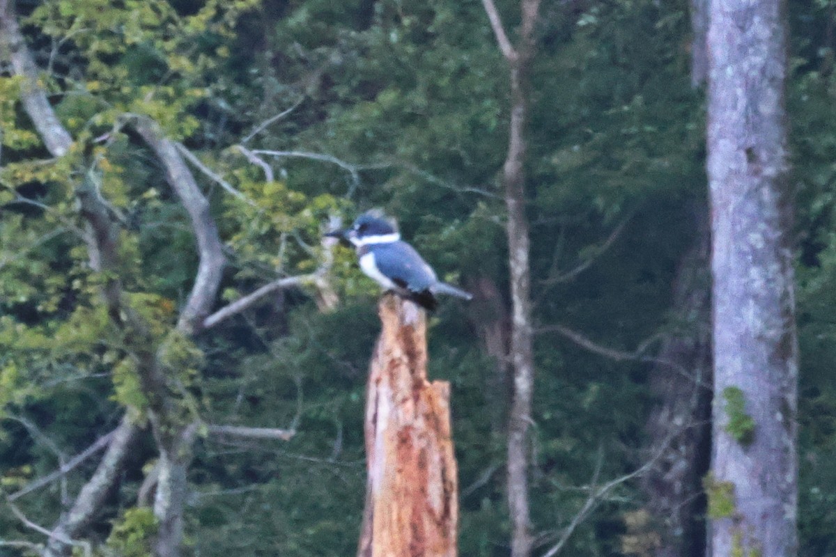 Belted Kingfisher - ML608861772